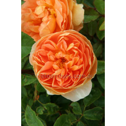 Pat Austin - 90cm Standard