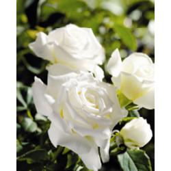 Pope John Paul II (Potted Rose)